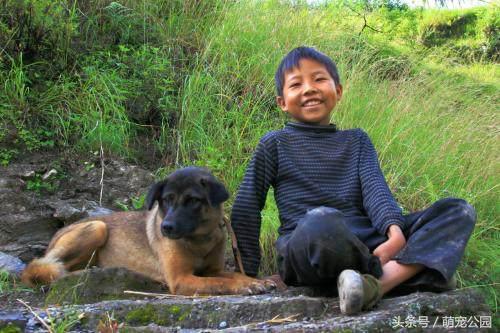 凉山犬出售直播,中华名猎犬