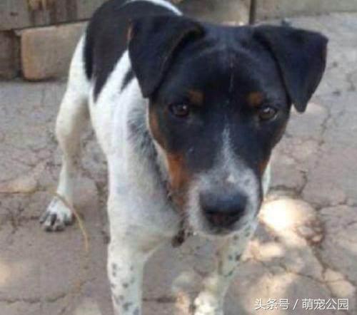 最新太仓猎犬出售,中华名猎犬