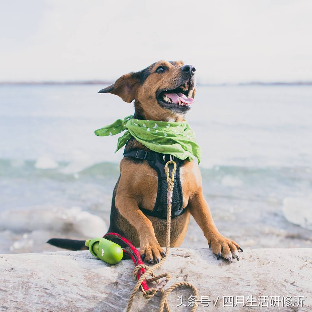 家有毛孩子|老司机说不买齐这些甭养狗