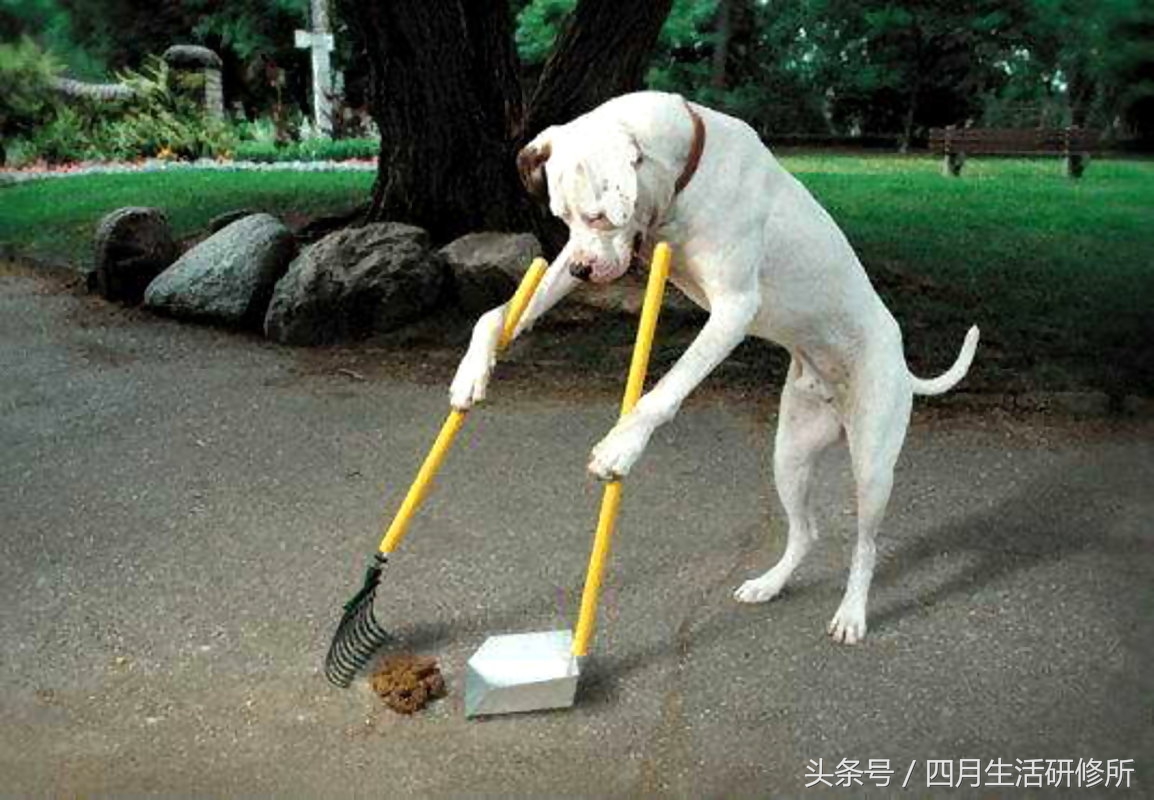 家有毛孩子|老司机说不买齐这些甭养狗