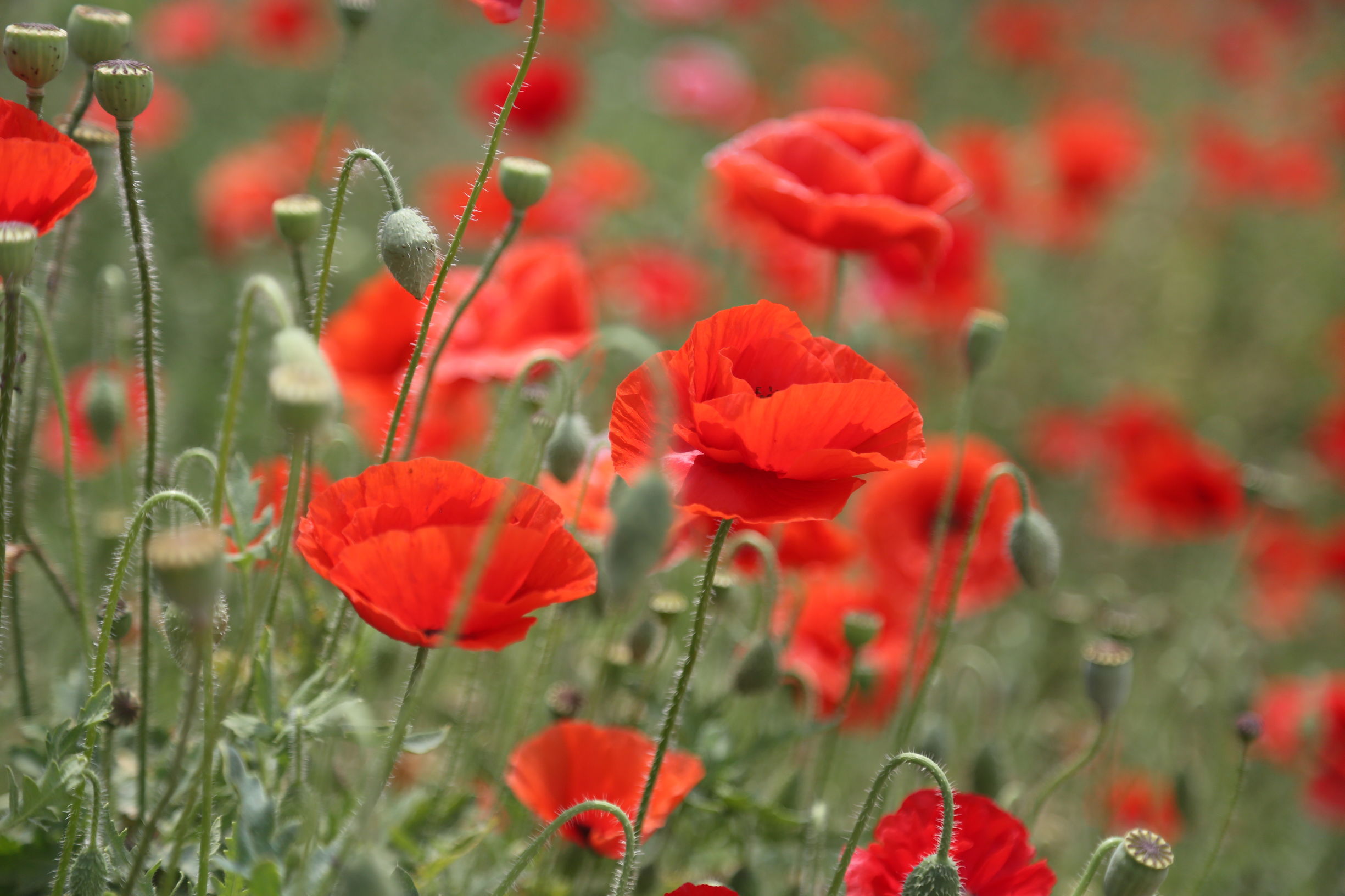 虞美人和罂粟花很像,粟花和虞美人的区别