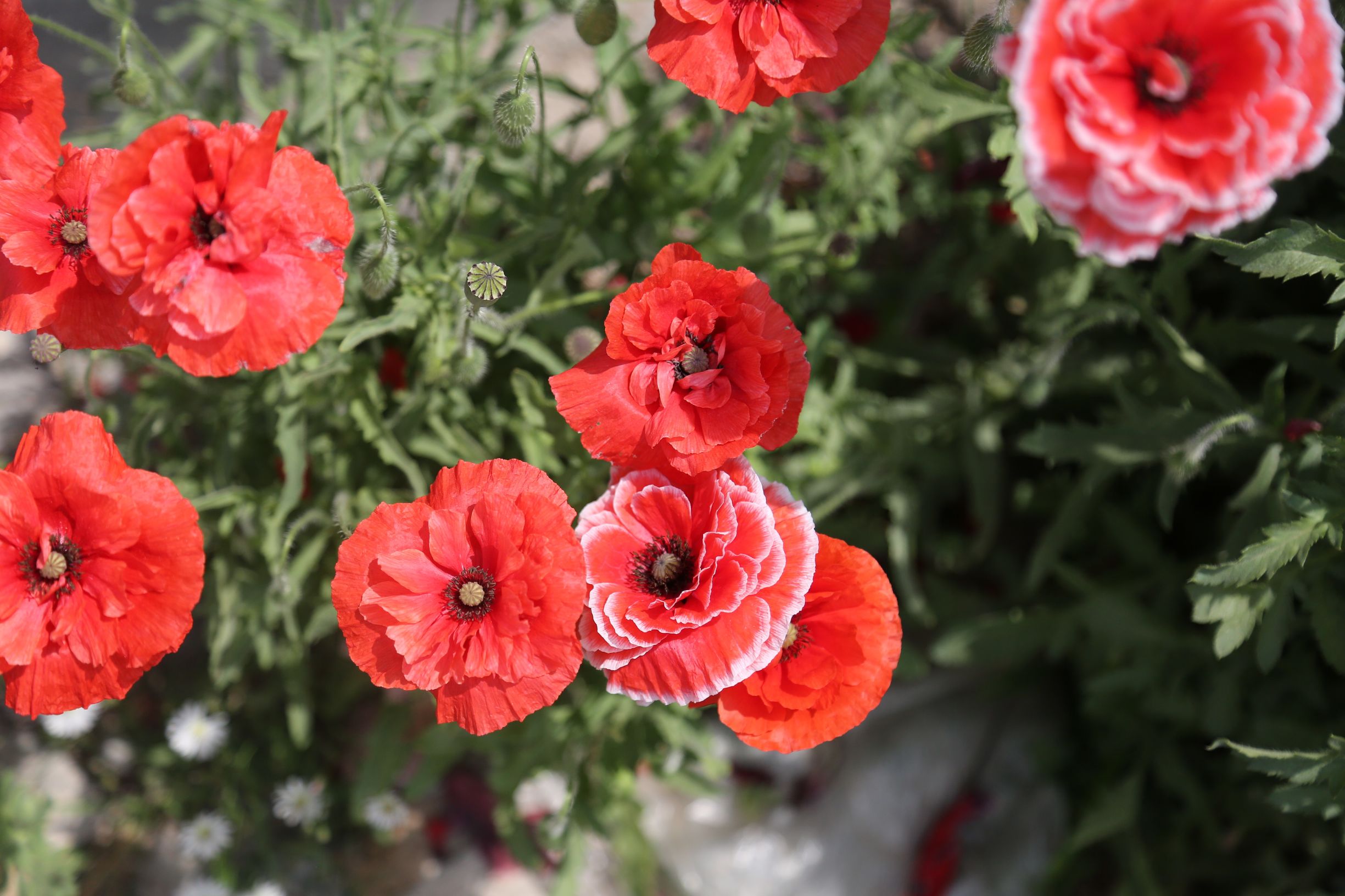 虞美人和罂粟花很像,粟花和虞美人的区别