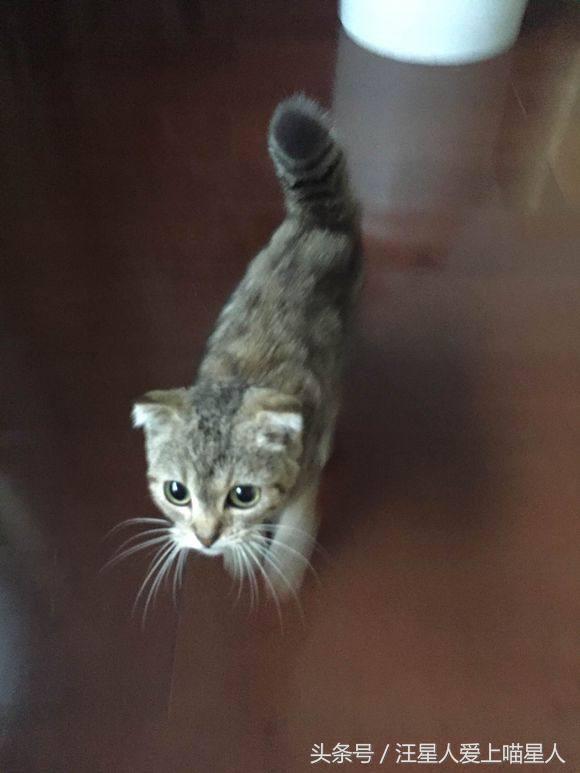 网友捡到奄奄一息流浪猫,网友捡的小松鼠