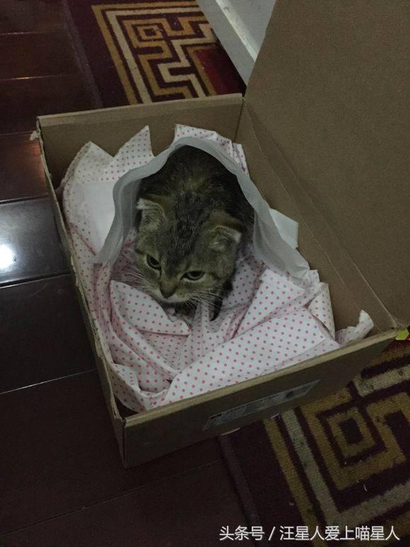 网友捡到奄奄一息流浪猫,网友捡的小松鼠