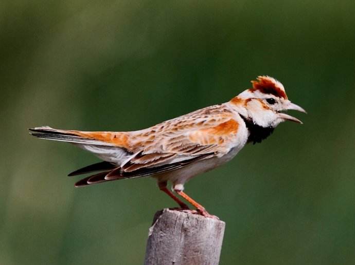 一路走来的顺口溜,一路走过来的养猪生涯