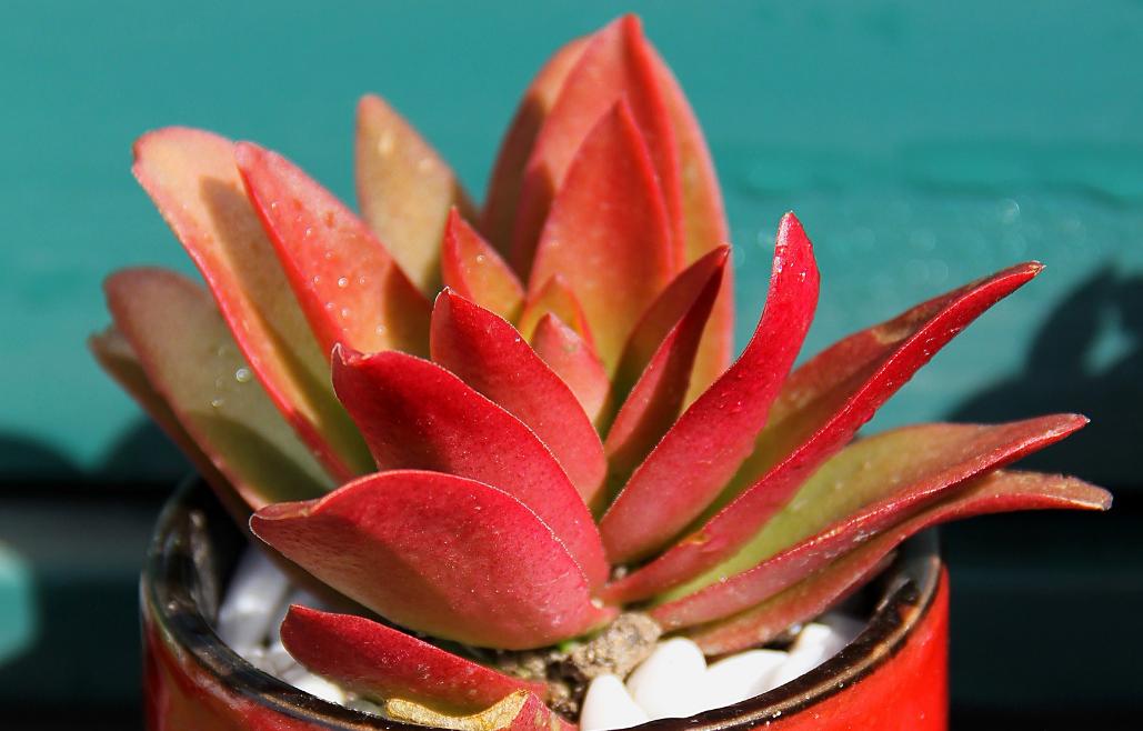 多肉火祭怎么养才能火红色,多肉火祭怎么养着变绿了