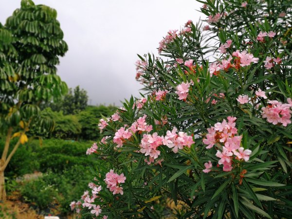 横县茉莉花之乡中华茉莉园,欢迎来到广西横县茉莉花之乡