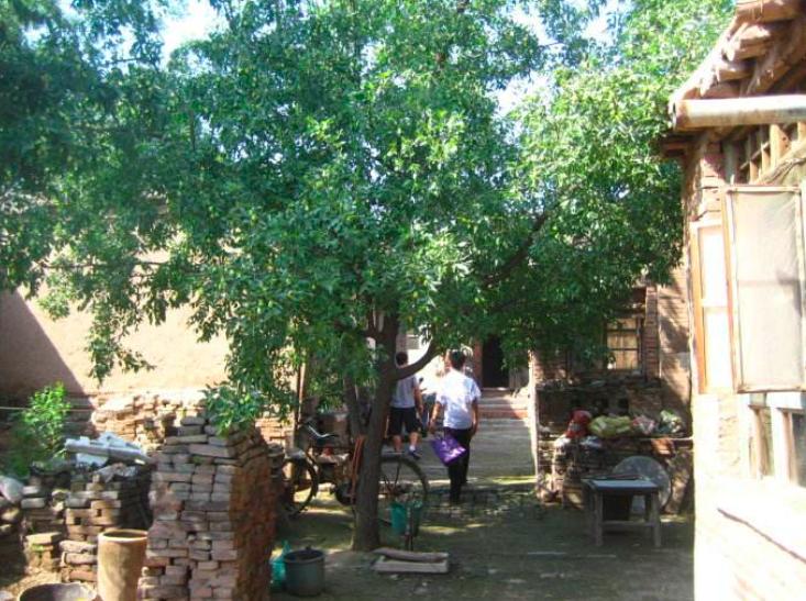 农村的大枣都熟了,一竹竿子打下来无数美味