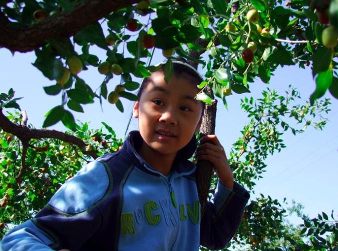 农村的大枣都熟了,一竹竿子打下来无数美味