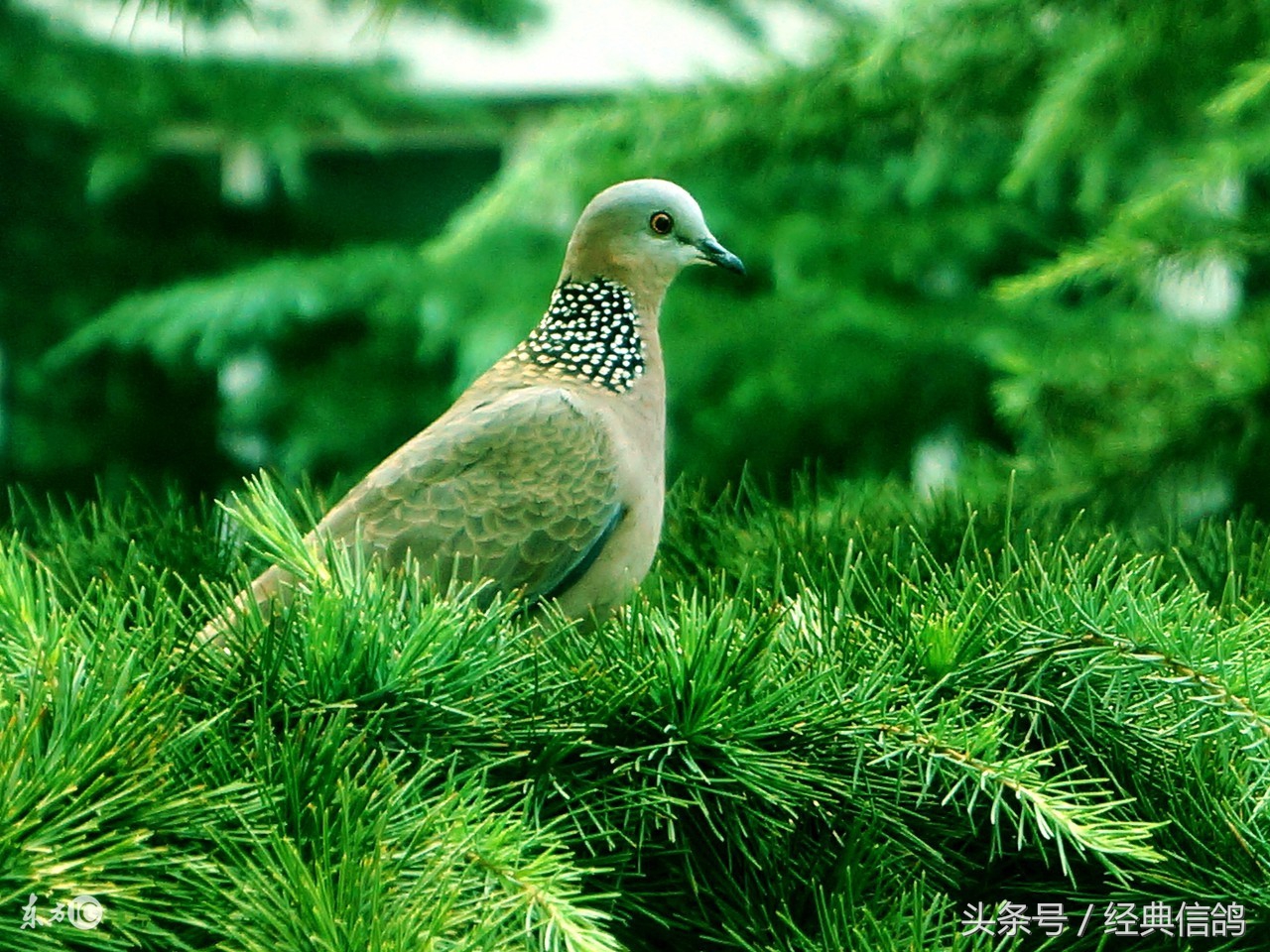 呼吸道对比赛的影响,高手们都是怎么做呼吸道的?