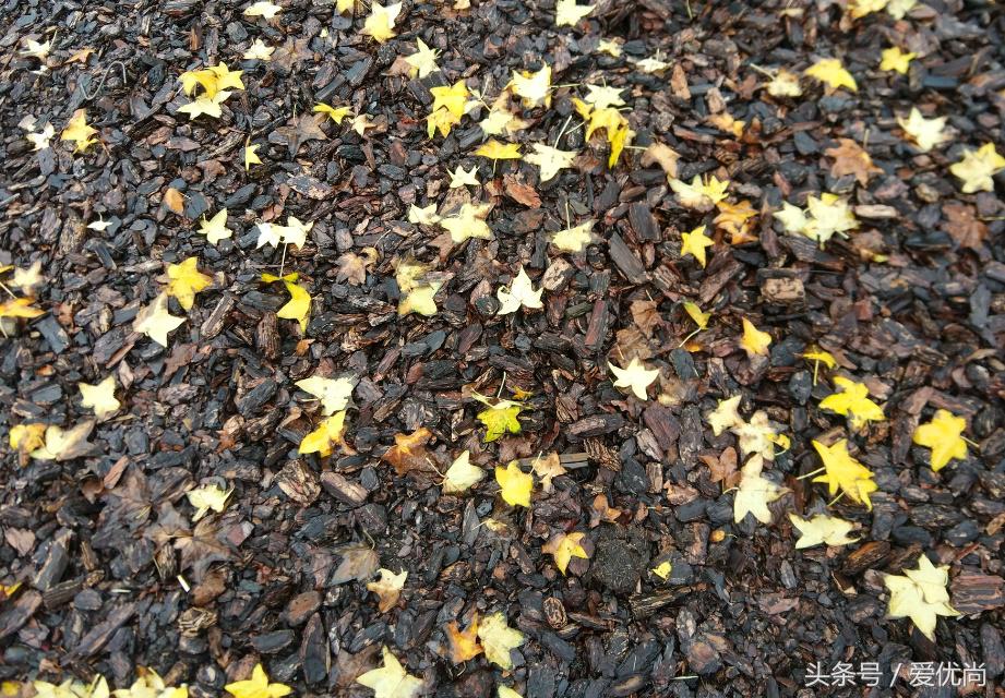 秋天的植物园,秋天的植物枫叶