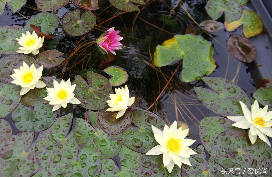 秋天的植物园,秋天的植物枫叶