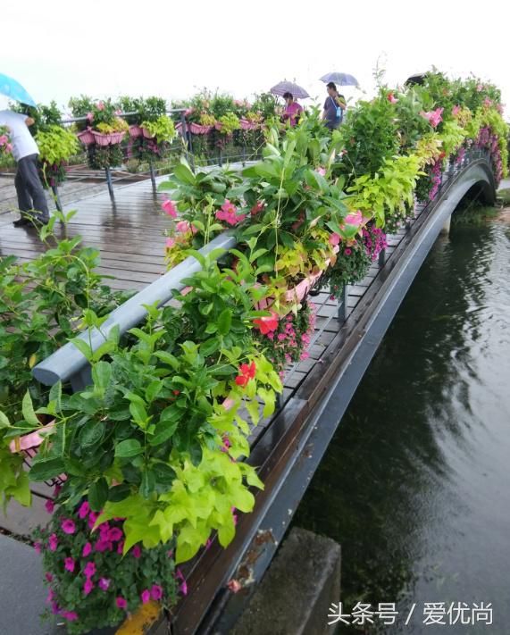秋天的植物园,秋天的植物枫叶