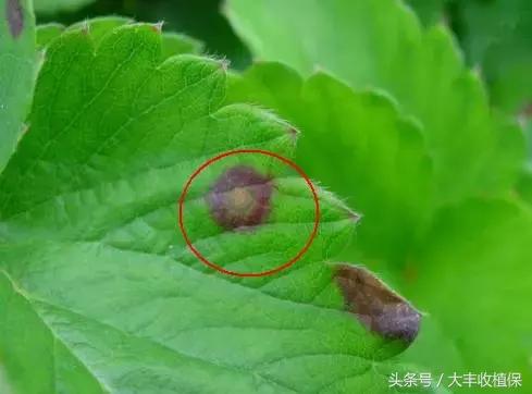 草莓蛇眼病的防治方法,草莓蛇眼病用什么农药