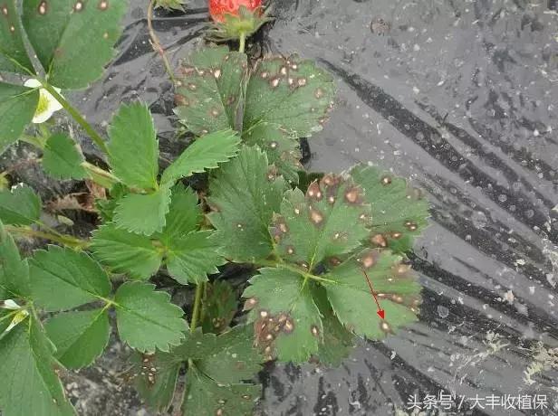 草莓蛇眼病的防治方法,草莓蛇眼病用什么农药