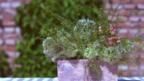 月季茉莉栀子花杀虫药,月季茉莉栀子花肥料