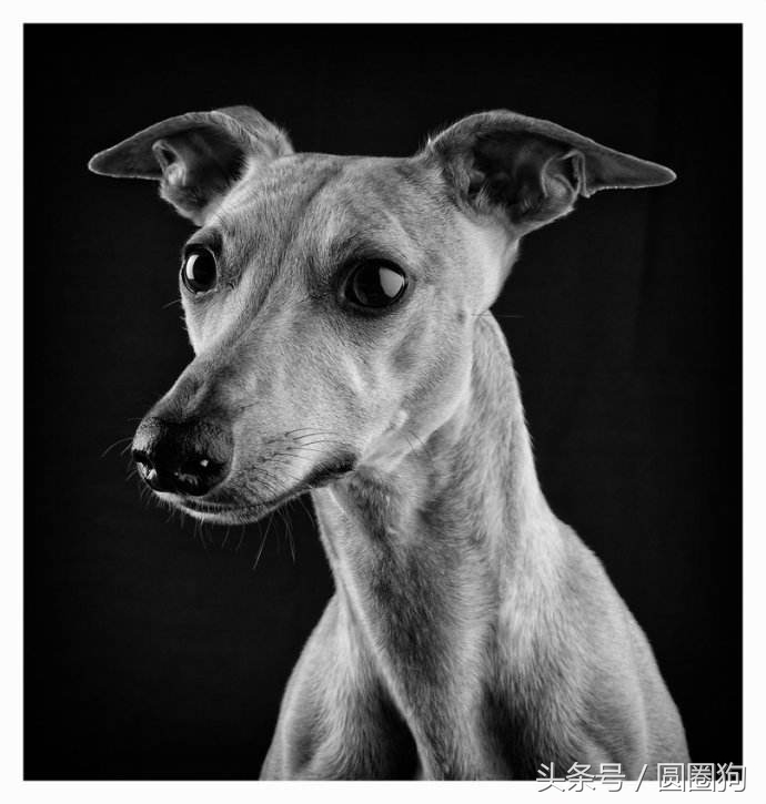 世界名犬比特,世界十大猛犬比特犬