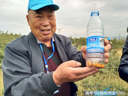 异乡客云南,异乡客西藏