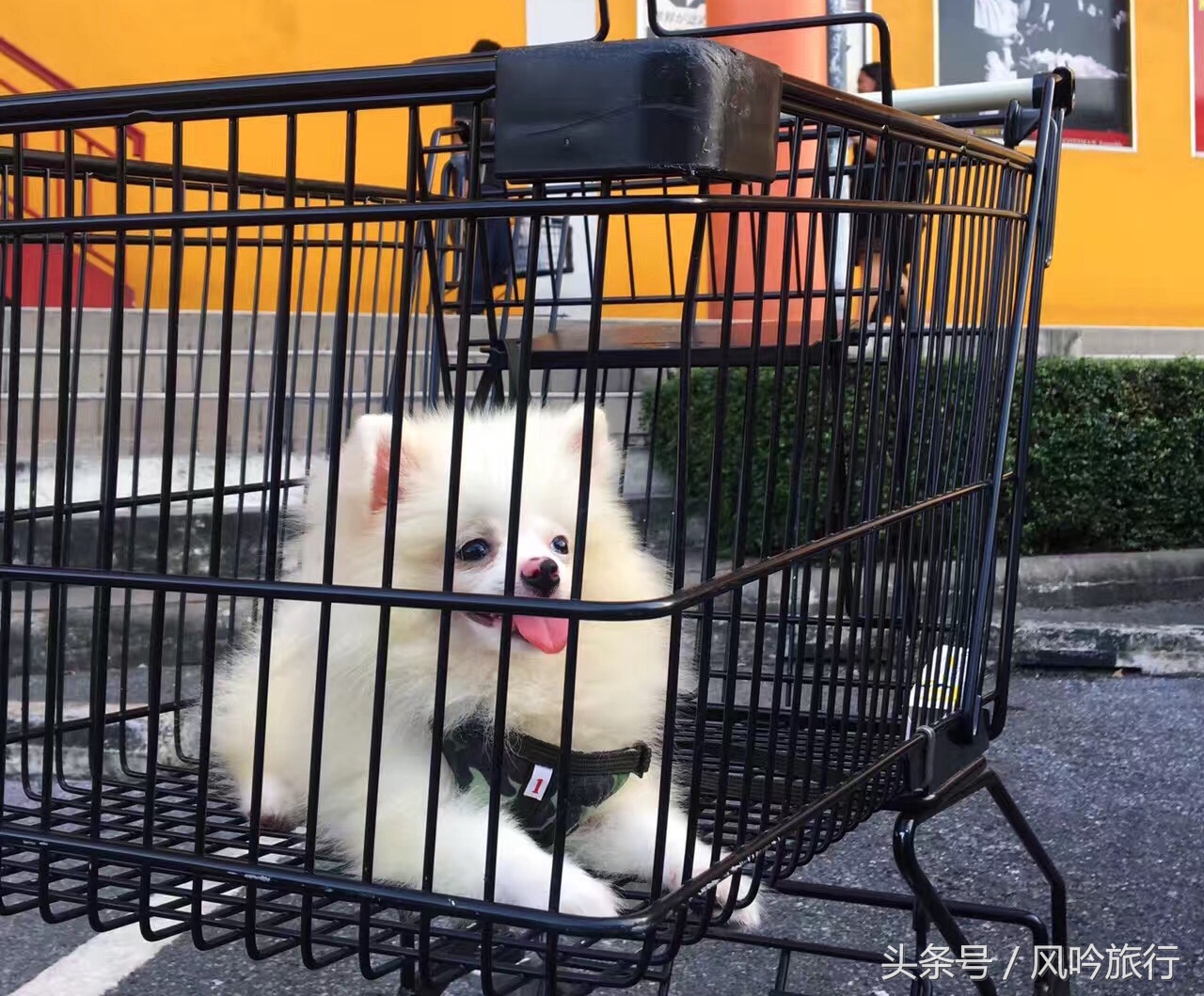 分享下我是怎么在泰国买到低价的纯种狗又把它带回国的经历