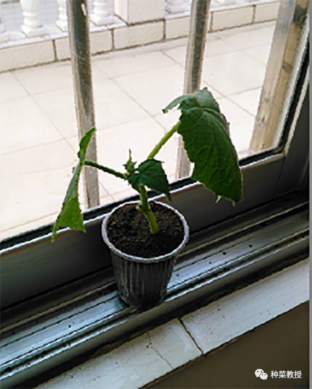 阳台种菜根部烂掉什么原因,阳台种菜黄瓜怎么种植