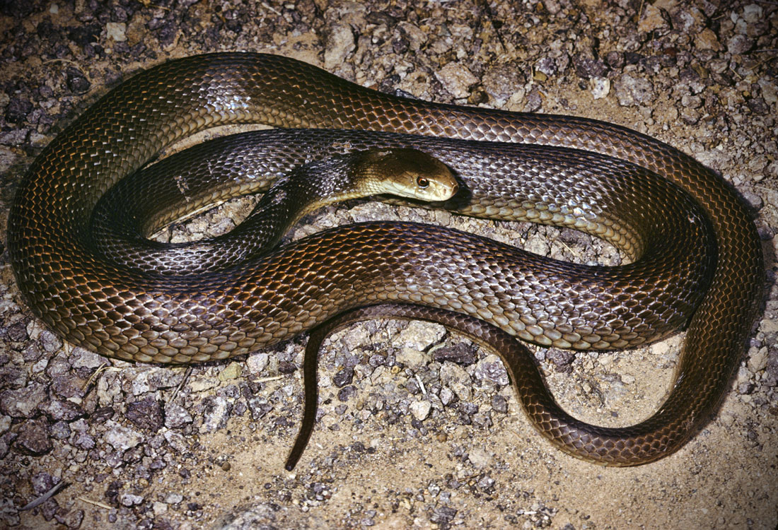 世界十大毒蛇之一的太攀蛇,在陆地毒蛇中毒性排名第三!