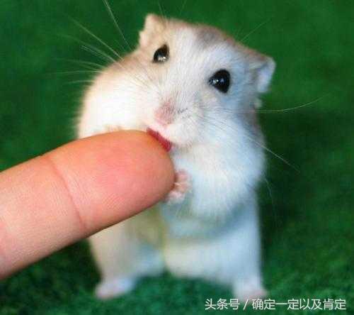 关于仓鼠的小知识,仓鼠小知识200条