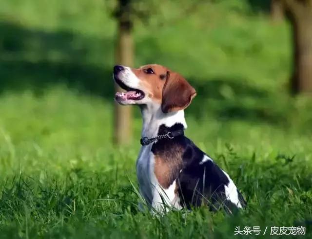 买狗十大骗局揭秘,新手买狗十大忌讳