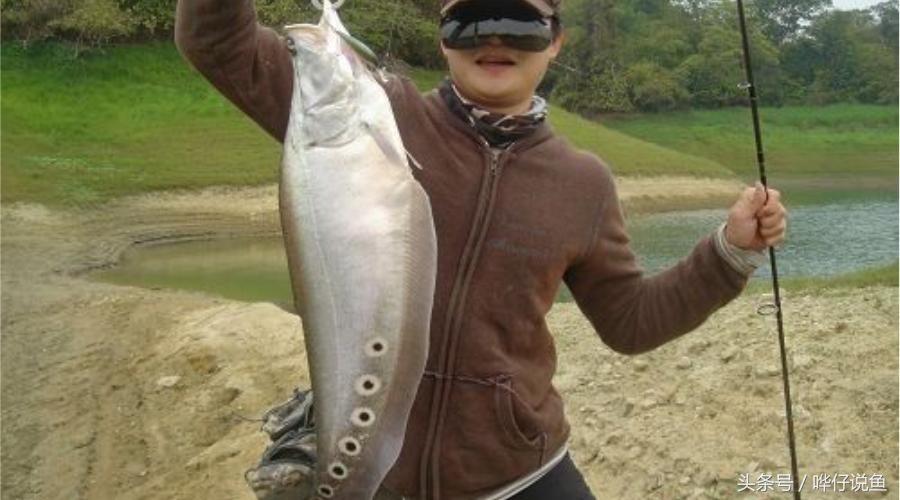 小鱼缸养3条龙鱼好吗,把各种各样的鱼给放到鱼缸里面