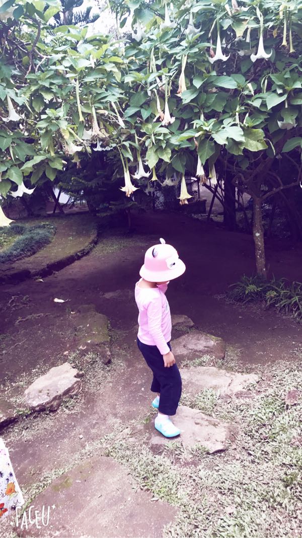 普吉岛清迈曼谷的游玩顺序亲子游,泰国清迈旅游团自由行