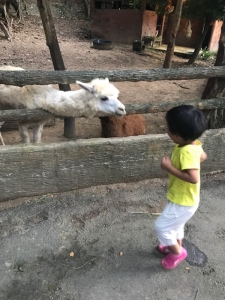普吉岛清迈曼谷的游玩顺序亲子游,泰国清迈旅游团自由行