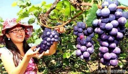 5月19号黑龙江有哪些景区免门票,黑龙江旅游日免门票景区