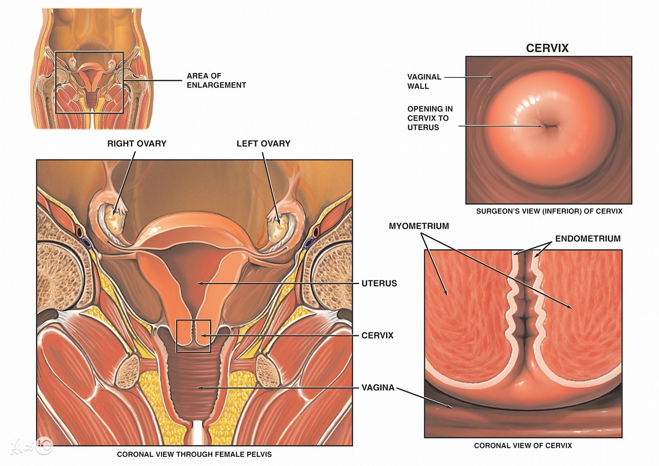 年轻人得了宫颈糜烂能自愈吗,24岁严重宫颈糜烂