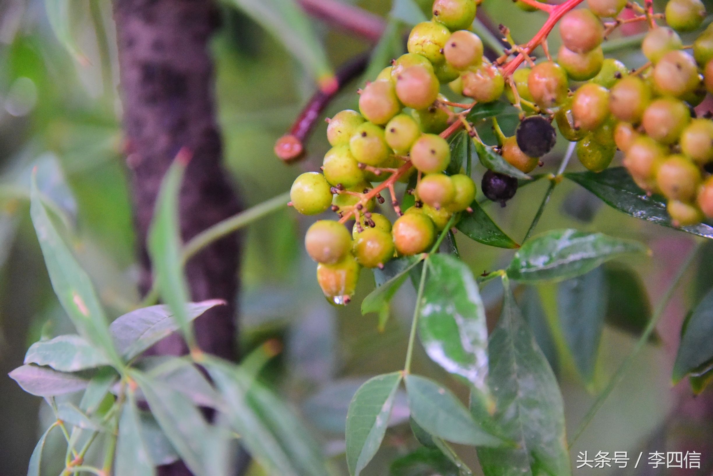 郑州思念果岭最新一期,郑州思念果岭哪里最好