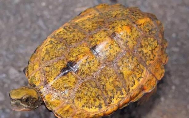 日本石龟和日本地龟,黄化日本石龟