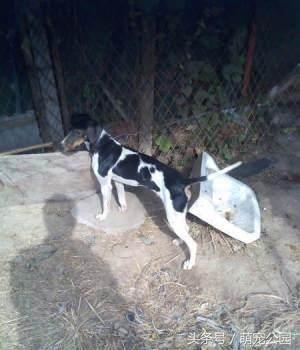 最新太仓猎犬出售,中华名猎犬