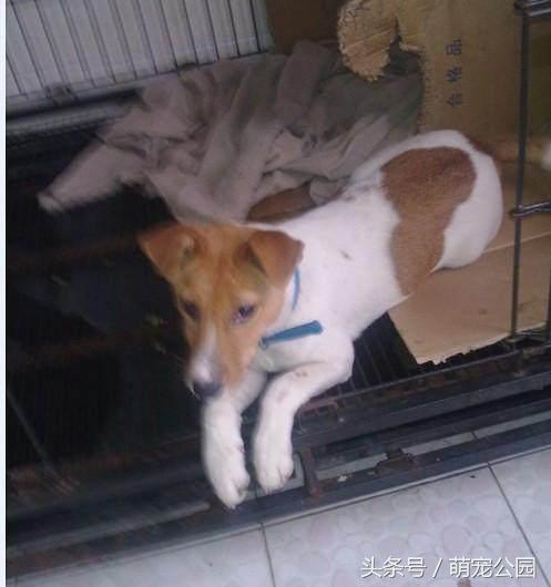 最新太仓猎犬出售,中华名猎犬