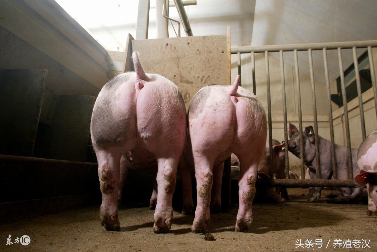 猪厌食不爱吃东西怎么办,猪消瘦不吃食是什么原因怎么治疗