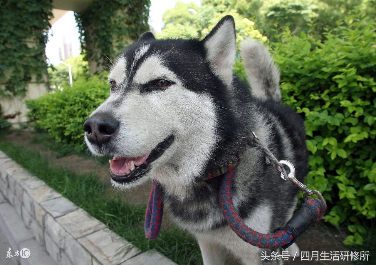 家有毛孩子|老司机说不买齐这些甭养狗