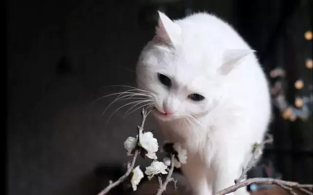 猫咪走丢两天回来无精打采只喝水,猫咪走丢了怎么办怎么找也找不到