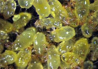 脸上痘痘硬硬的一直不消怎么办,生产后脸上痘痘不消怎么办