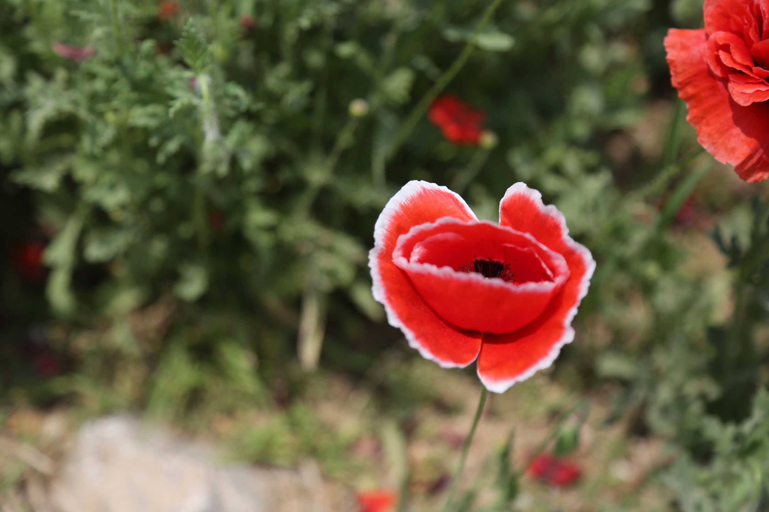 虞美人和罂粟花很像,粟花和虞美人的区别