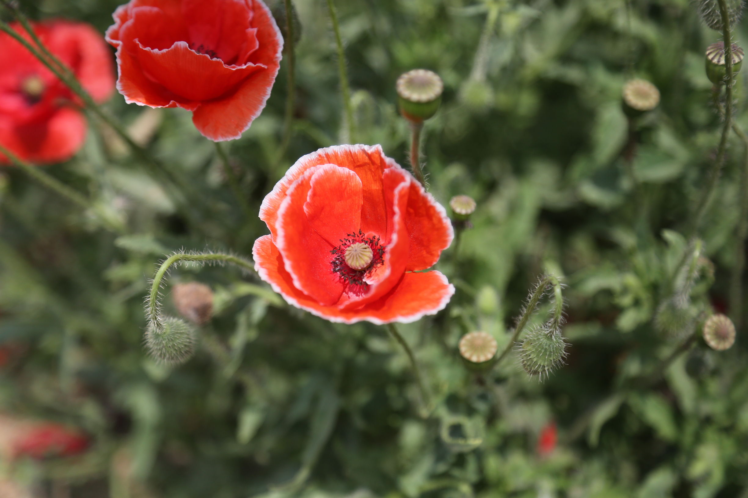 虞美人和罂粟花很像,粟花和虞美人的区别