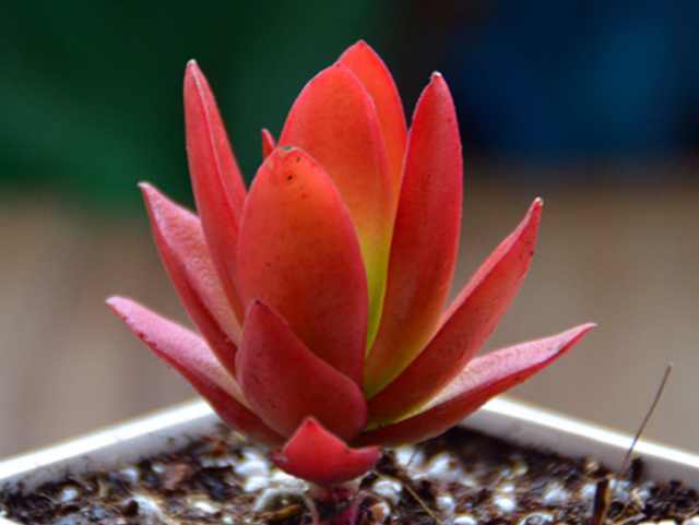 多肉火祭怎么养才能火红色,多肉火祭怎么养着变绿了