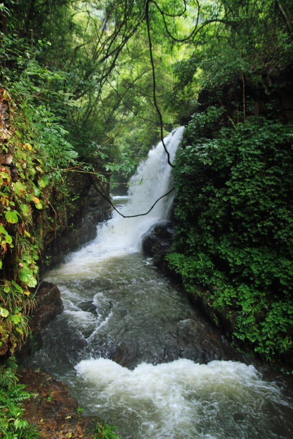 横县茉莉花之乡中华茉莉园,欢迎来到广西横县茉莉花之乡