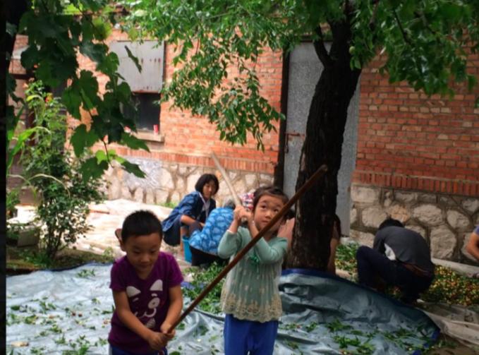 农村的大枣都熟了,一竹竿子打下来无数美味