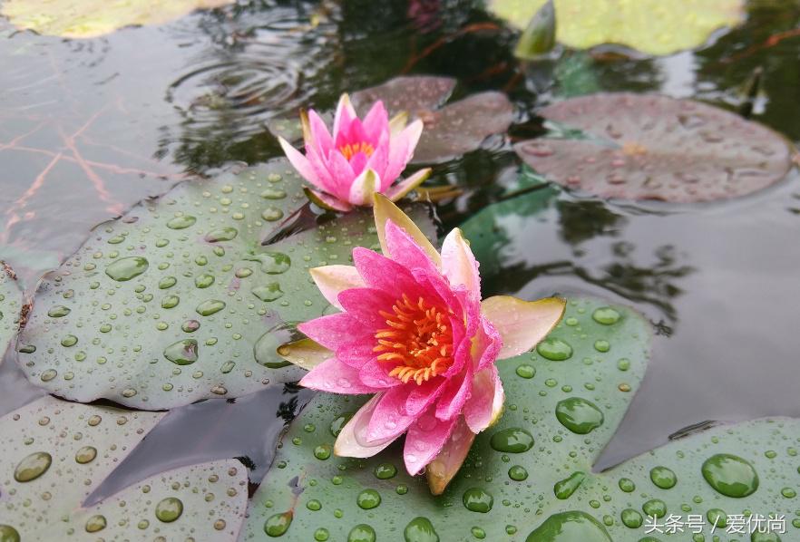 秋天的植物园,秋天的植物枫叶