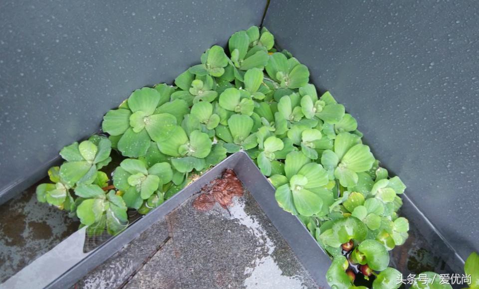 秋天的植物园,秋天的植物枫叶