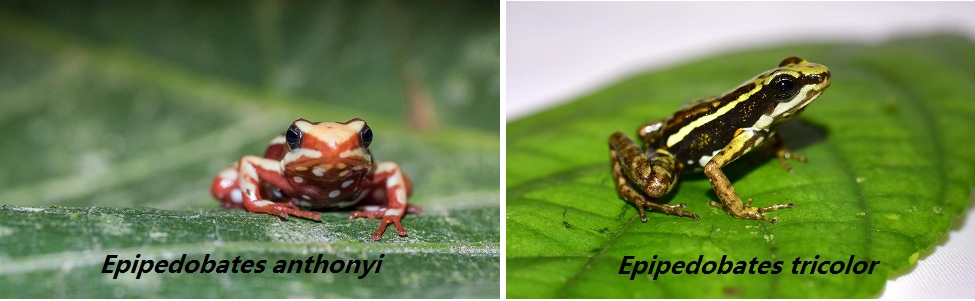 毒蛙能毒死10人吗,毒蛙怎么防止自己中毒