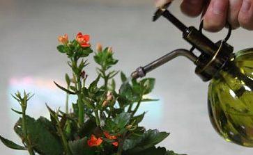 月季茉莉栀子花杀虫药,月季茉莉栀子花肥料