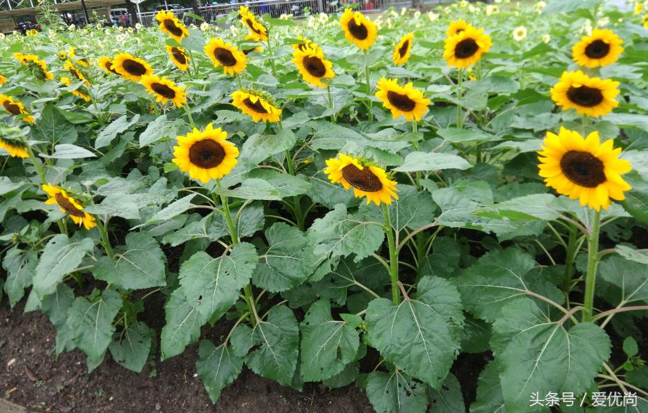 秋天的植物园,秋天的植物枫叶